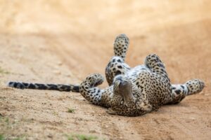 Leopard-4
