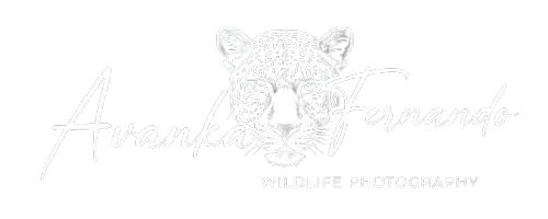 Avanka Fernando Photography